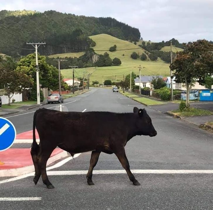 20+ фотодоказательств того, что Новая Зеландия — это совсем другая вселенная