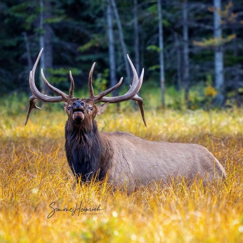 Дикая фауна Канады на снимках тревел-фотографа