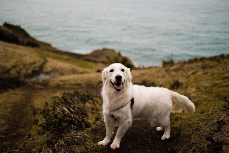 Знакомьтесь: Финниан — пёс-путешественник