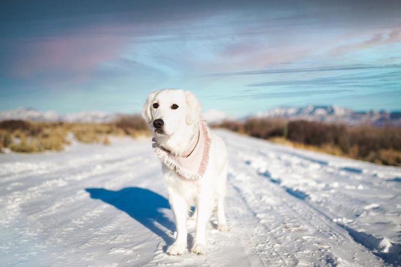 Знакомьтесь: Финниан — пёс-путешественник