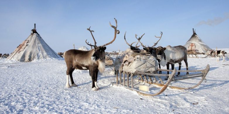 Манящий Север: чем заняться туристу в Арктике?