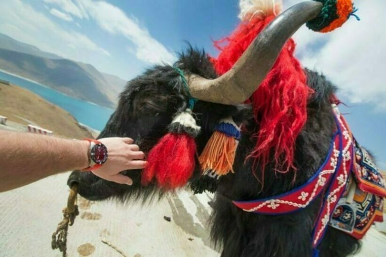 14 колоритных снимков, рассказывающих о необычной жизни на Тибете