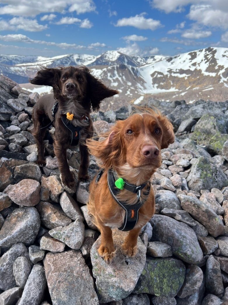Любительница горных прогулок Холли Дженкинс и её собачий патруль