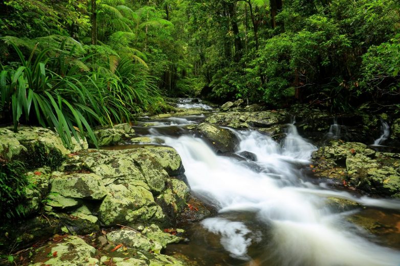 Впечатляющие виды австралийского национального парка, который больше похож на волшебный лес