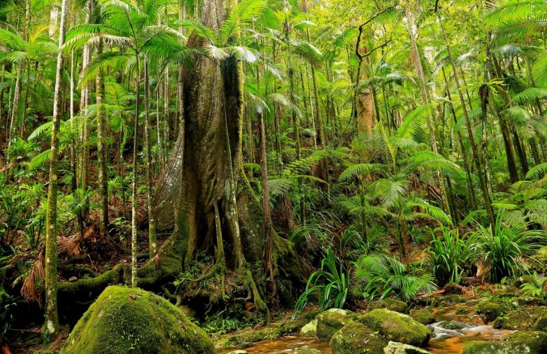 Впечатляющие виды австралийского национального парка, который больше похож на волшебный лес