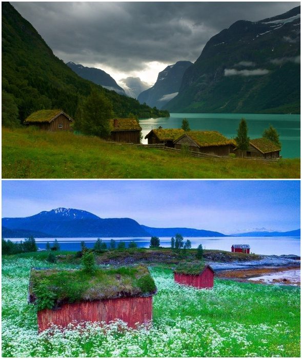 Необычная традиция: зачем жители Скандинавии выращивают траву на крышах?