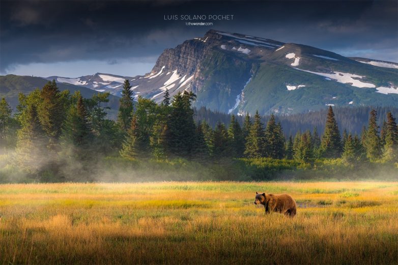 Прекрасный мир дикой природы и животных на снимках Луиса Солано Поше