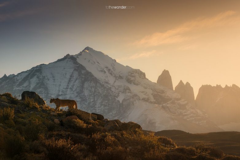 Прекрасный мир дикой природы и животных на снимках Луиса Солано Поше