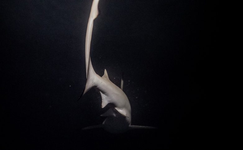 Туристы и акулы пытаются поделить лагуну из фильма «Пляж»