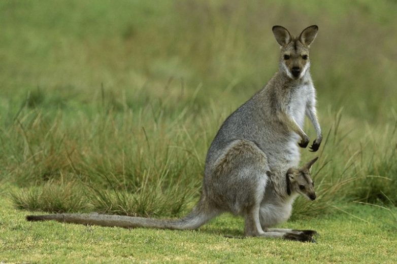 10 необычных зверушек уникального Австралийского континента