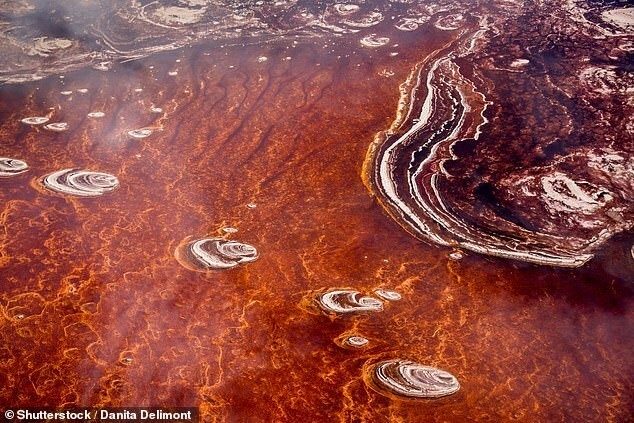 Жуткое кровавое озеро в Танзании, в котором каменеет всё живое