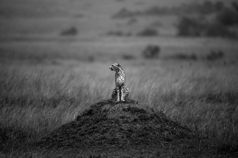 Животные в естественной среде обитания на снимках тревел-фотографа