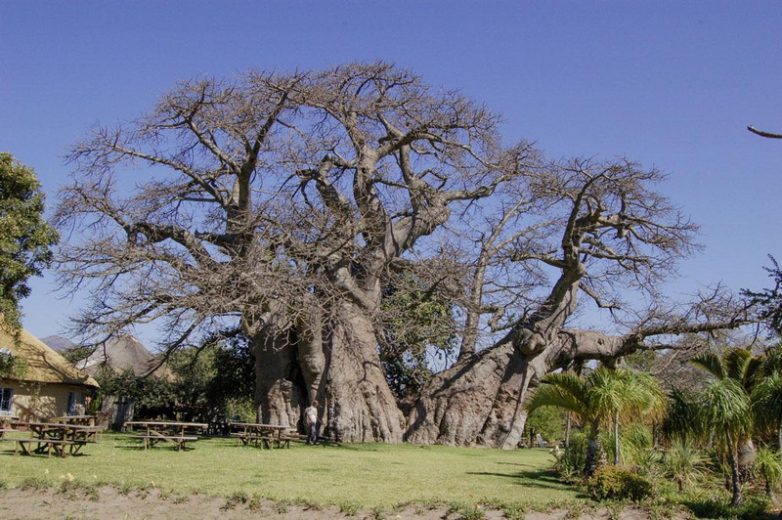 Удивительные деревья-долгожители в разных уголках планеты