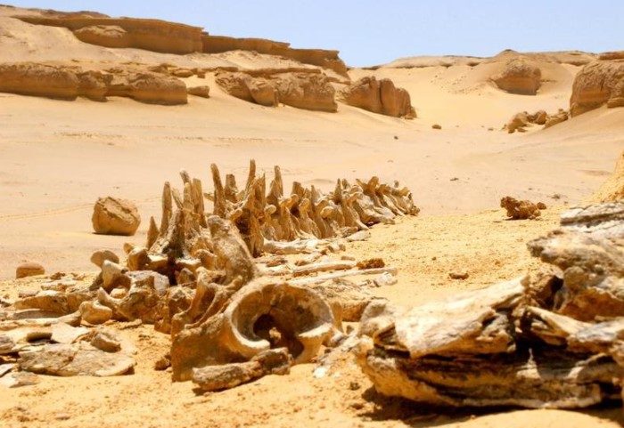 7 загадок, которые хранит пустыня Сахара