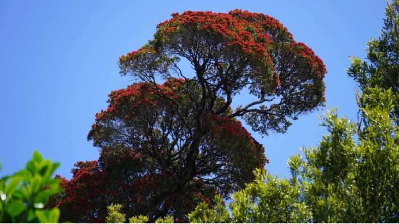 Шагающее дерево — необычная достопримечательность Новой Зеландии
