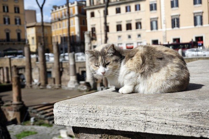 10 самых кошачьих мест планеты