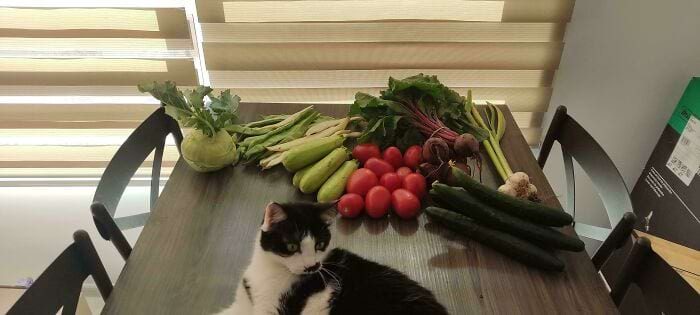Эти люди показали, сколько стоят продукты там, где они живут