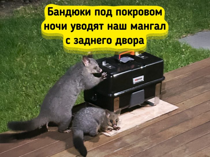 После этих фото хочется спросить: «Австралийцы, вы как выживаете?»