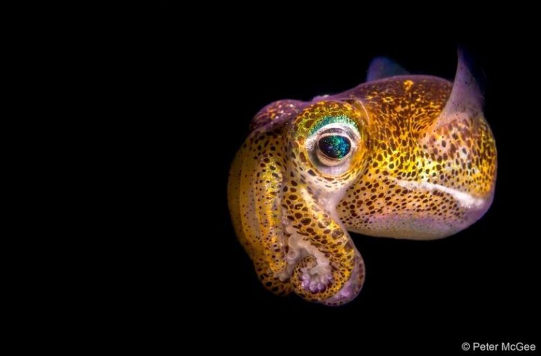 14 кадров природы Австралии и Антарктиды