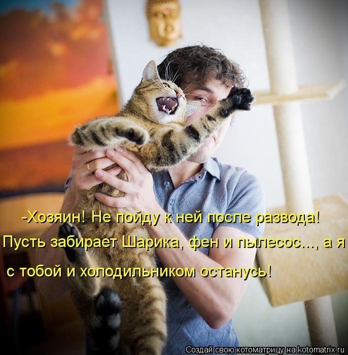 Кошки юмор в картинках