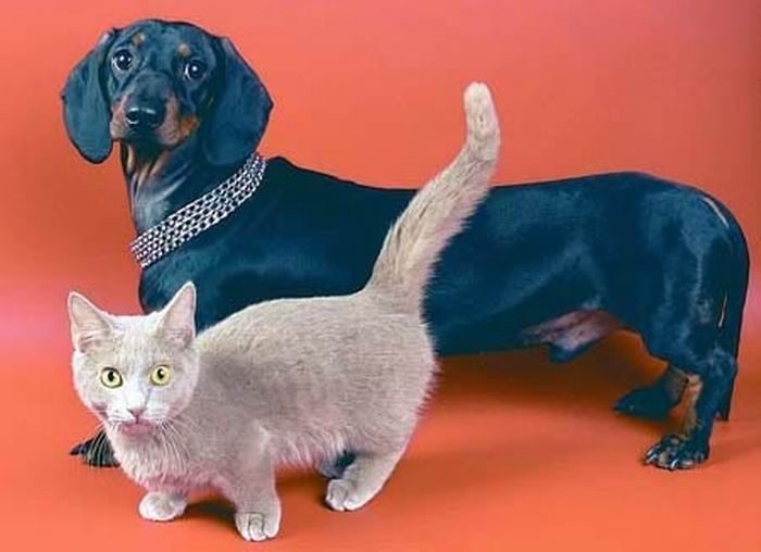Коты на коротких лапках / Питомцы