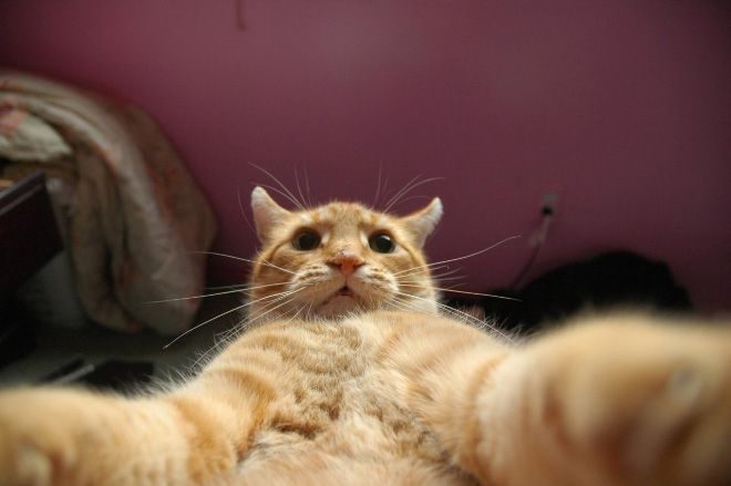 Смешной Кот Новый Год Смешной Кот Новый Год