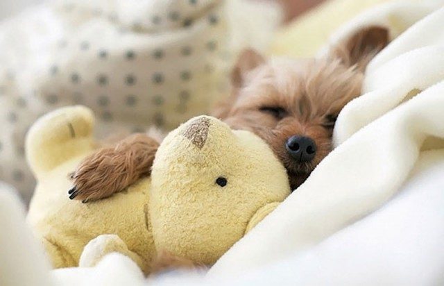 Спящие животные и их игрушки