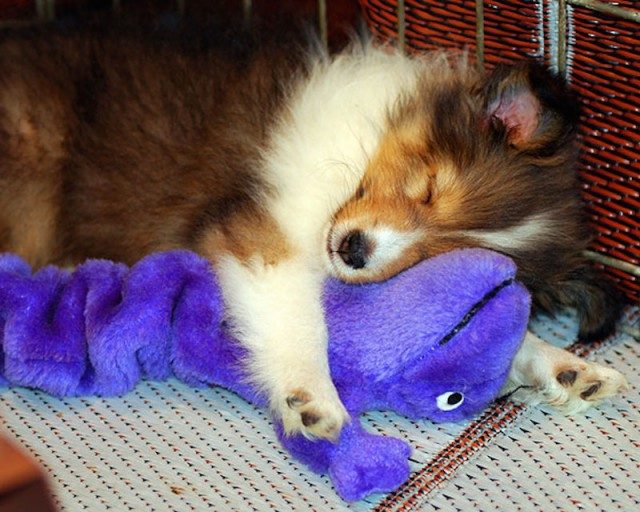 Спящие животные и их игрушки