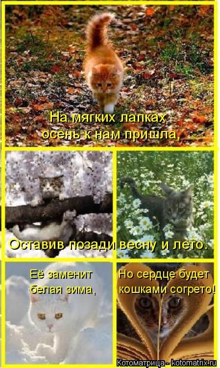 Лучшие котоматрицы недели