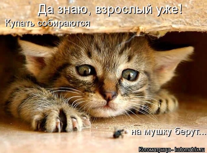 Лучшие котоматрицы недели