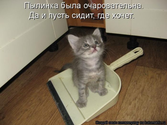 Лучшие котоматрицы недели