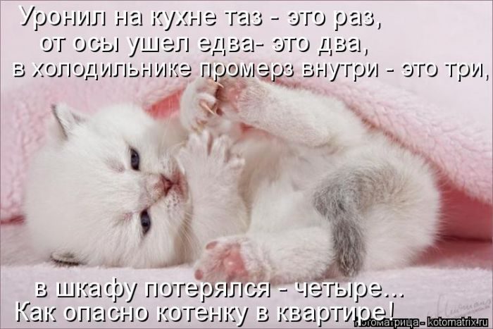 Лучшие котоматрицы недели