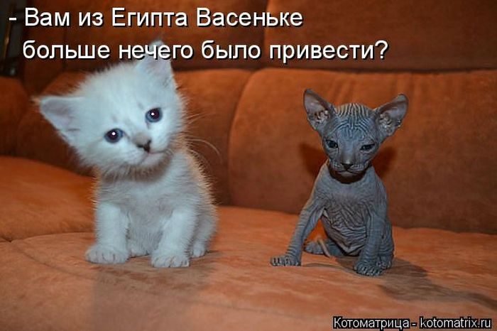 Лучшие котоматрицы недели