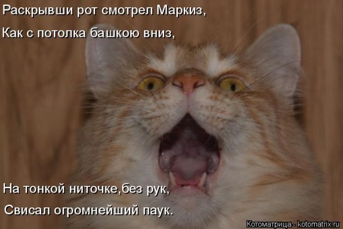 Лучшие котоматрицы недели