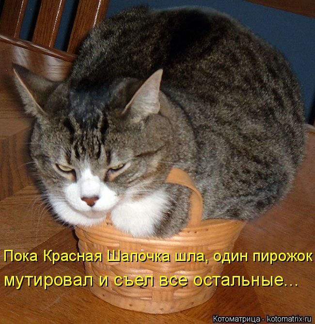 Лучшие котоматрицы недели