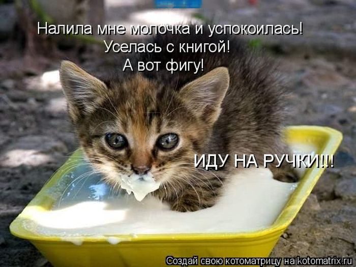 Лучшие котоматрицы недели