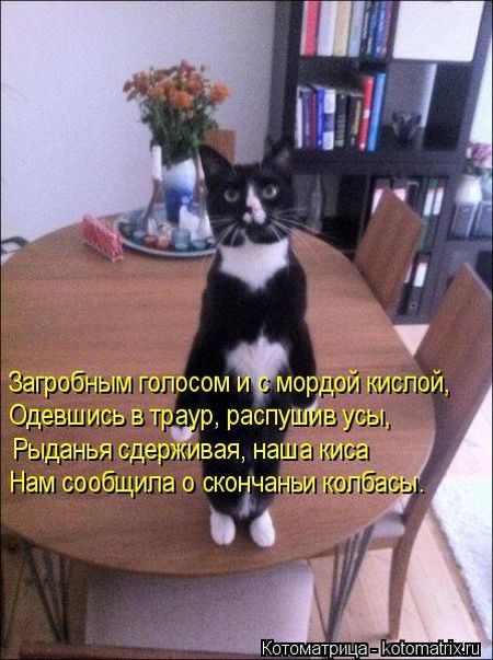 Лучшие котоматрицы недели