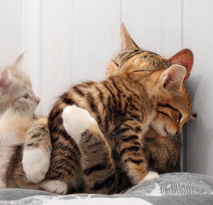 Милые животные любят обнимашки