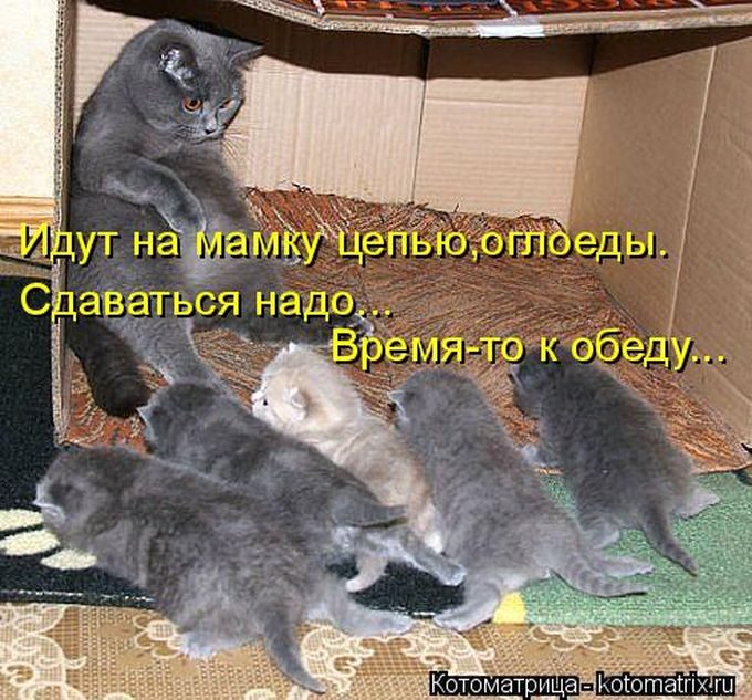 Лучшие котоматрицы недели