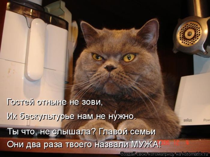 Лучшие котоматрицы недели