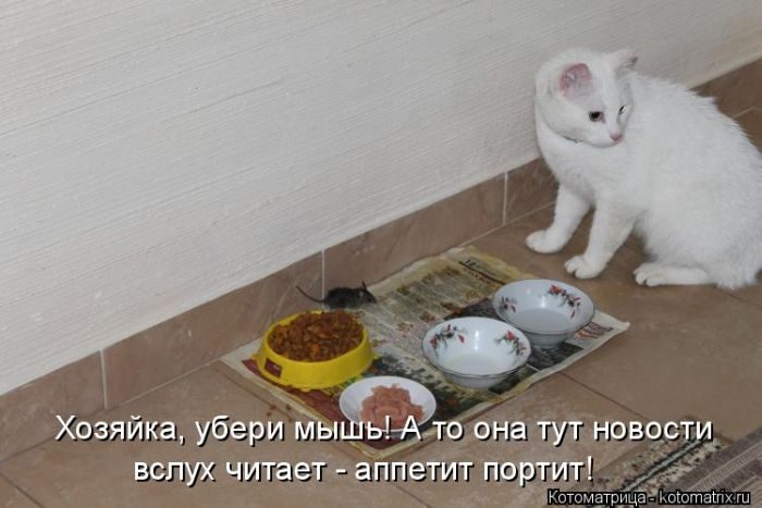 Лучшие котоматрицы недели