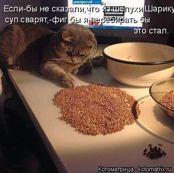 Лучшие котоматрицы недели