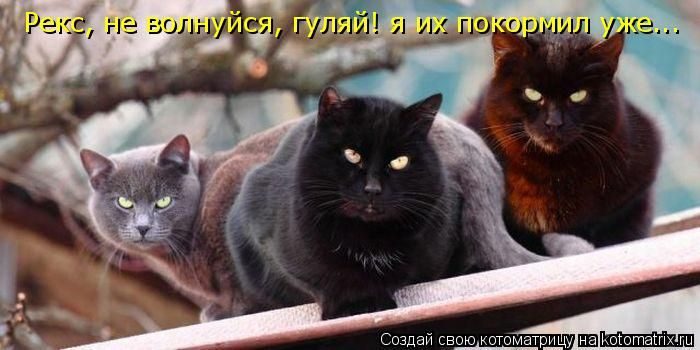 Лучшие котоматрицы недели