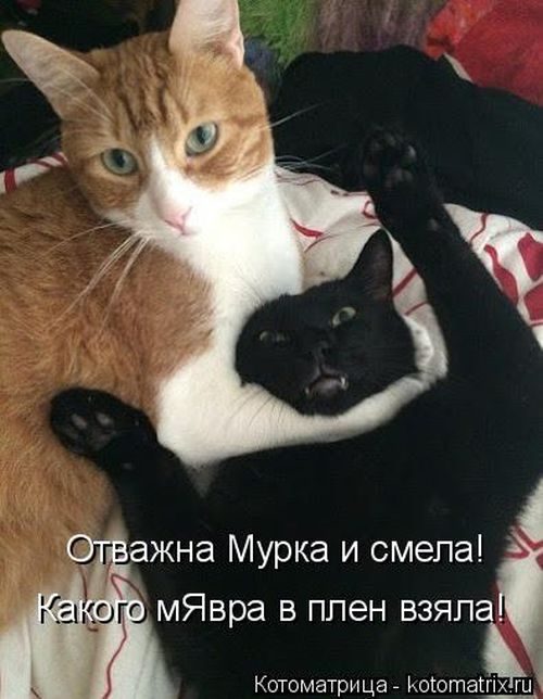 Лучшие котоматрицы недели