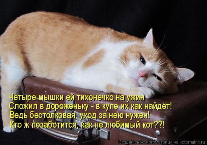 Лучшие котоматрицы недели