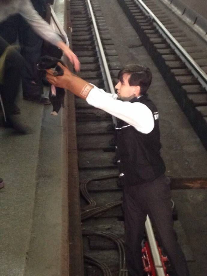 Машинист поезда спас щенка, упавшего на рельсы