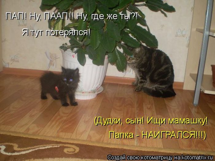 Лучшие котоматрицы недели