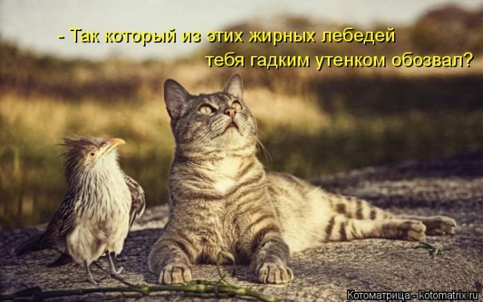 Лучшие котоматрицы недели