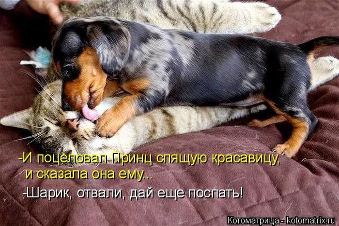 Лучшие котоматрицы недели