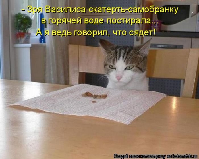 Лучшие котоматрицы недели